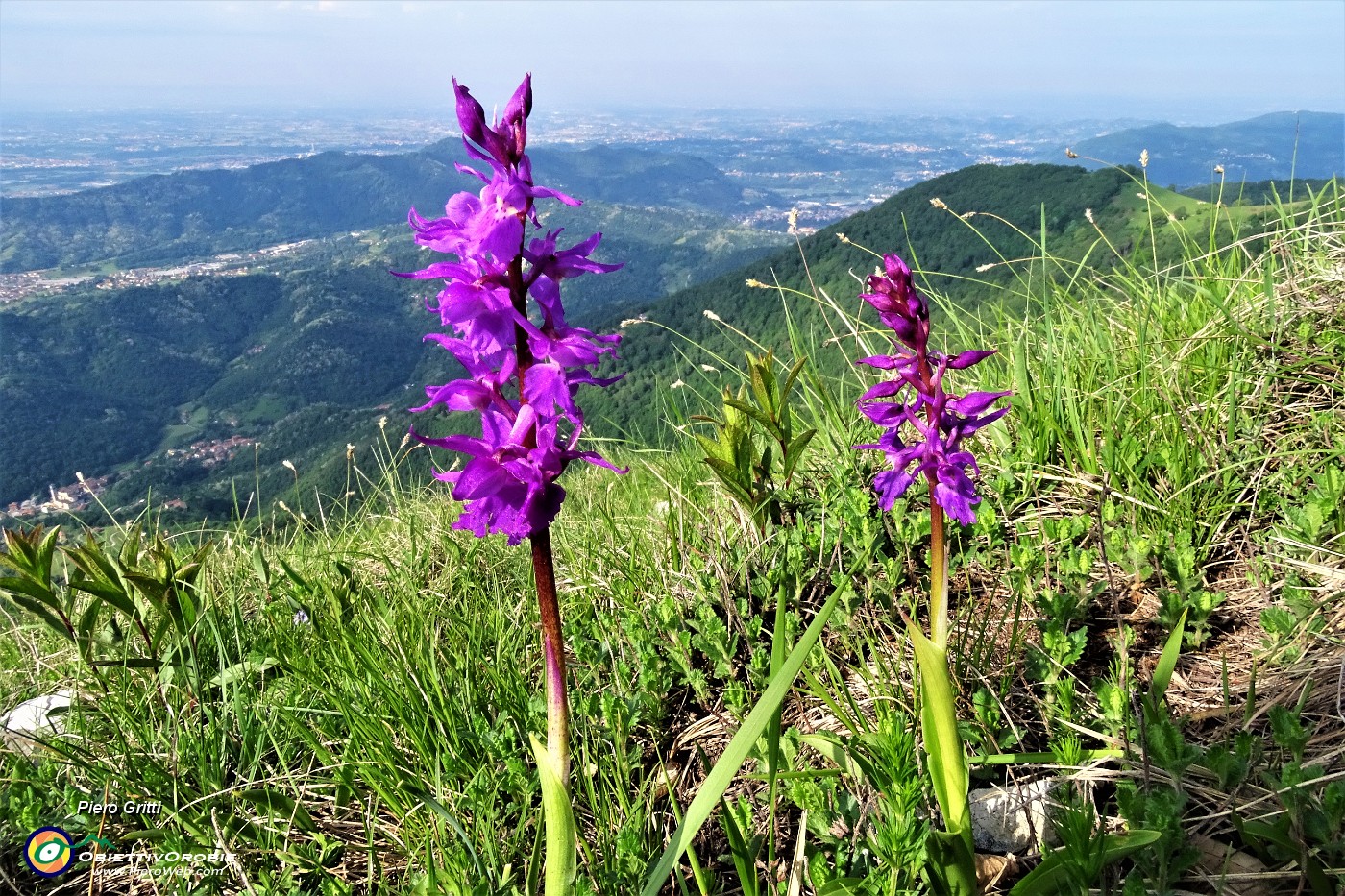 25 Orchidee con vista sulla pianura.JPG